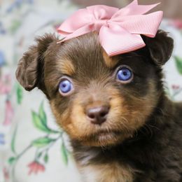 Miniature Australian Shepherds and Toy Australian Shepherds from True Spirited Aussies