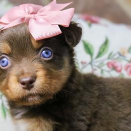 Miniature Australian Shepherds and Toy Australian Shepherds from True Spirited Aussies