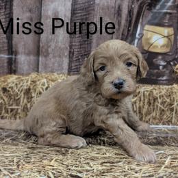 Miss Purple - Red  female Goldendoodle puppy in Lebanon, Pennsylvania from Robertson's Retrievers and Doodles