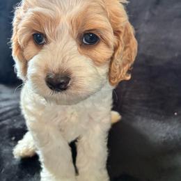 Rosalina - Red and white female Cockapoo puppy in Adrian, Oregon from ApplebyFarm