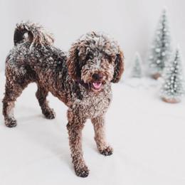Sophie - Goldendoodle