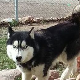 Siberian Huskies from Utah Atwood Huskies
