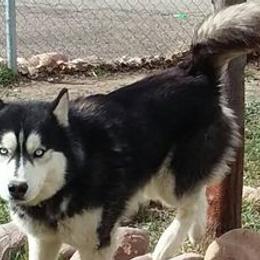 Siberian Huskies from Utah Atwood Huskies