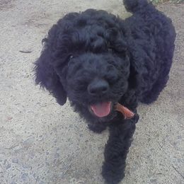 Poodle Puppies from Twisted Oak Poodles