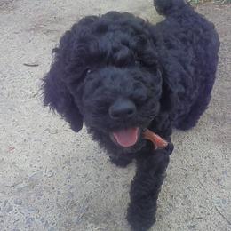 Poodle Puppies from Twisted Oak Poodles