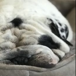 Bulldogs from Bonham Bullies