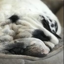 Bulldogs from Bonham Bullies