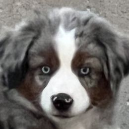 Miniature Australian Shepherds from Darcie Clingan