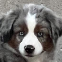 Miniature Australian Shepherds from Darcie Clingan