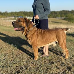 Ammo - Boerboel