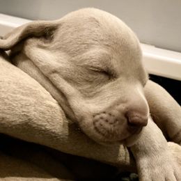Weimaraners from F
