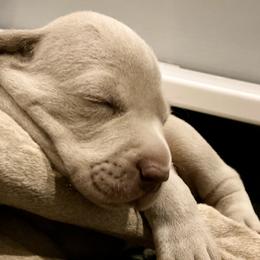 Weimaraners from F