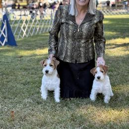 Australian Cattle Dog and Russell Terrier All Grown Up from Karson Russell Terriers & Mystic DK Australian Cattle Dogs