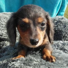 Dachshunds from TnT Dynamite Dachshunds