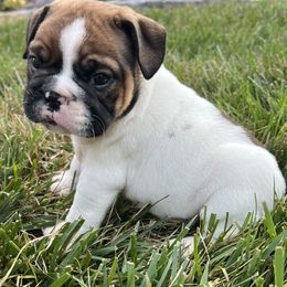 Joe - Red brindle male Bulldog puppy in Salem, Illinois from Itsabulldogthing