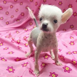 Chihuahua and Chinese Crested Puppies from Western Kentucky Chihuahua’s and Chinese Crested’s