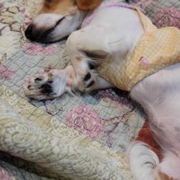 Dachshund Puppies from Camacho_Dachshunds