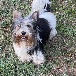 Biewer Terrier puppies from Heartland small breeds