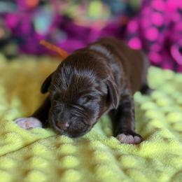 Winston - Liver male Miniature Schnauzer puppy in Brownwood, Texas from Texas Dreams Mini Schnauzers
