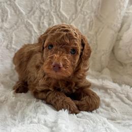 Wooton - Red  male Goldendoodle puppy in Somerset, Ohio from Odyssey Pups