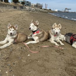 Siberian Husky Puppies from Young Orchard Siberians