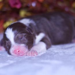 Rowan - Red tri-color male Australian Shepherd puppy in Easton, Missouri from MMA Kennel
