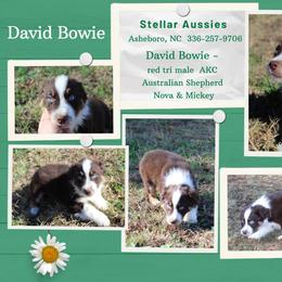 David Bowie - Red tri-color male Australian Shepherd puppy in Asheboro, North Carolina from Stellar Aussies