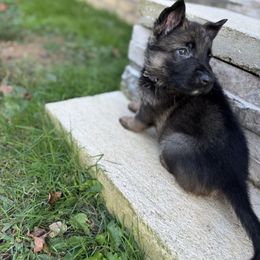 Purple puppy - Sable female German Shepherd puppy in Catlettsburg, Kentucky from Von Holbrook Kennels