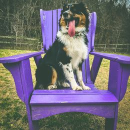 Australian Shepherd All Grown Up from K&A Farms