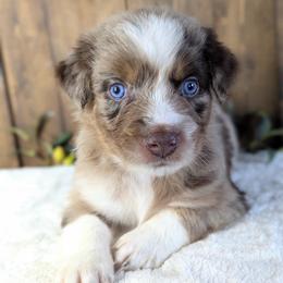 Tie dye collar - Red merle male Australian Shepherd puppy in Coulee City, Washington from Mr and Mrs Doodle Farm