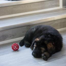 German Shepherd Puppies from Journey's German Shepherds (Kennel Vom Himmel)