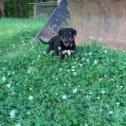 Rottweiler Puppies from Bronx Von Bridges Rottweilers