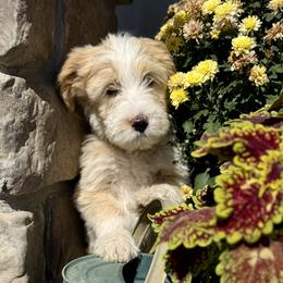 Candy - Yellow and white female Bernedoodle puppy in Springville, Utah from Oodles of Bernedoodles