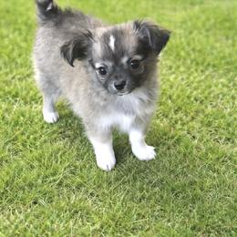 Chihuahua Puppies from Hart's Chihuahuas