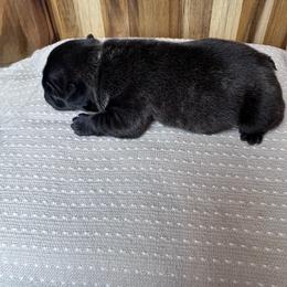 Rocco - Brindle male French Bulldog puppy in Cleveland, Tennessee from Front Porch Frenchies