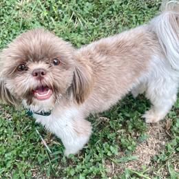 Eevee - Shih Tzu