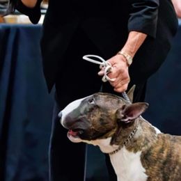 William - Bull Terrier