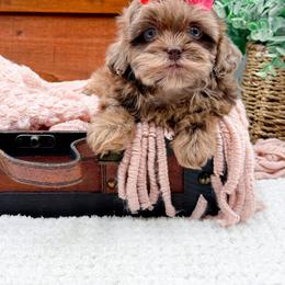 Girl 1 - female Shihpoo puppy in North Carolina from NC Doodle Puppies