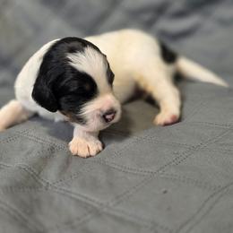 Salem - Tri-color male Bernedoodle puppy in Malden, Illinois from Doting Doodles