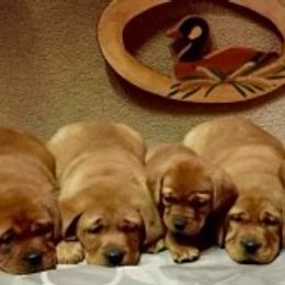 Labrador Retriever Puppies from KC Labradors