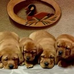 Labrador Retriever Puppies from KC Labradors