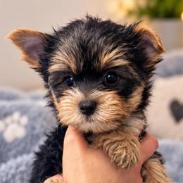White nose male petite little one - Blue and gold male Yorkshire Terrier puppy in Milton, Florida from Sassenach Yorkie Kennels