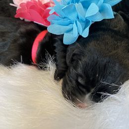 Goldendoodle and Poodle Puppies from Bracha Poodles & Doodles