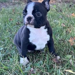 Wednesday - Black and white female Boston Terrier puppy in Fillmore, Illinois from Wind Hill Puppies