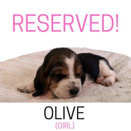 Olive - Black white and brown female Basset Hound puppy in San Tan Valley, Arizona from Liberty Bassets