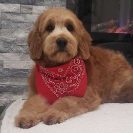 Nova - Goldendoodle