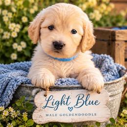 Goldendoodle Puppies from Aaryn Allman