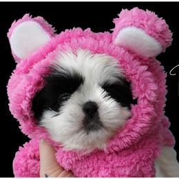 Shih Tzu Puppies from Devil Dogs Shih Tzu's