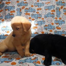 Labrador Retriever Puppies from Urban Oak Labradors LLC