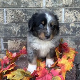 Apollo - Blue merle male Australian Shepherd puppy in Harrah, Oklahoma from Kamm's Aussies